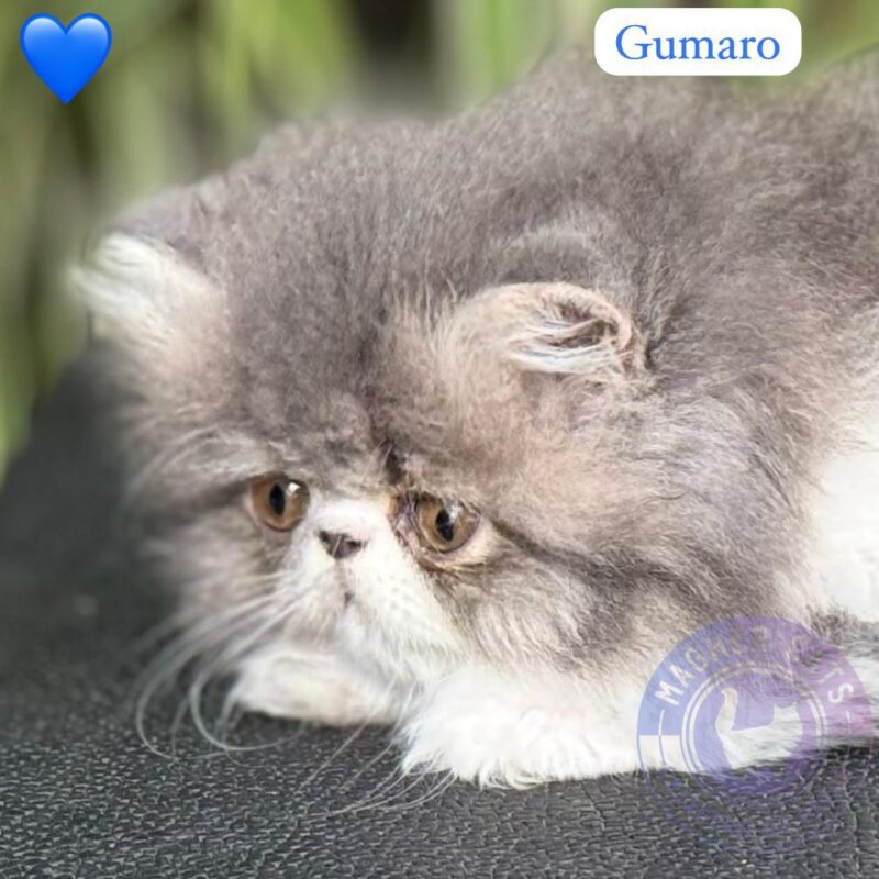 GUMARO