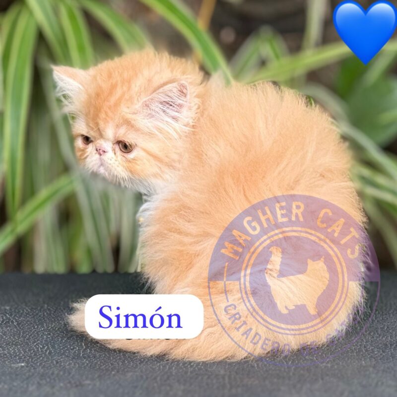 SIMÓN