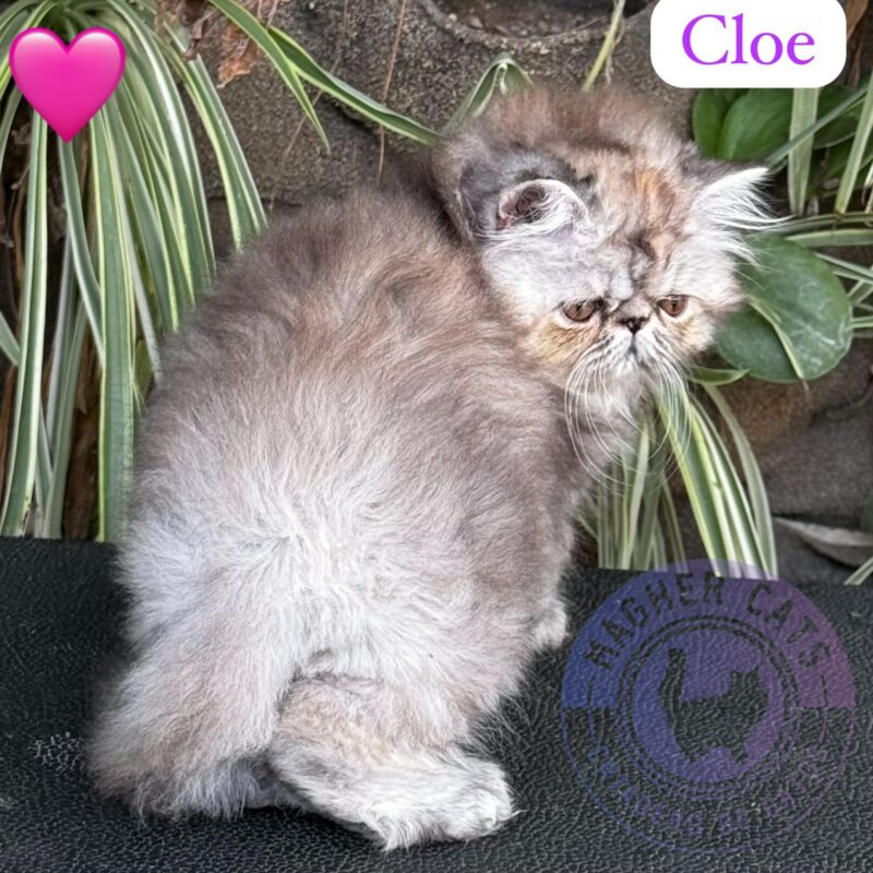 CLOE