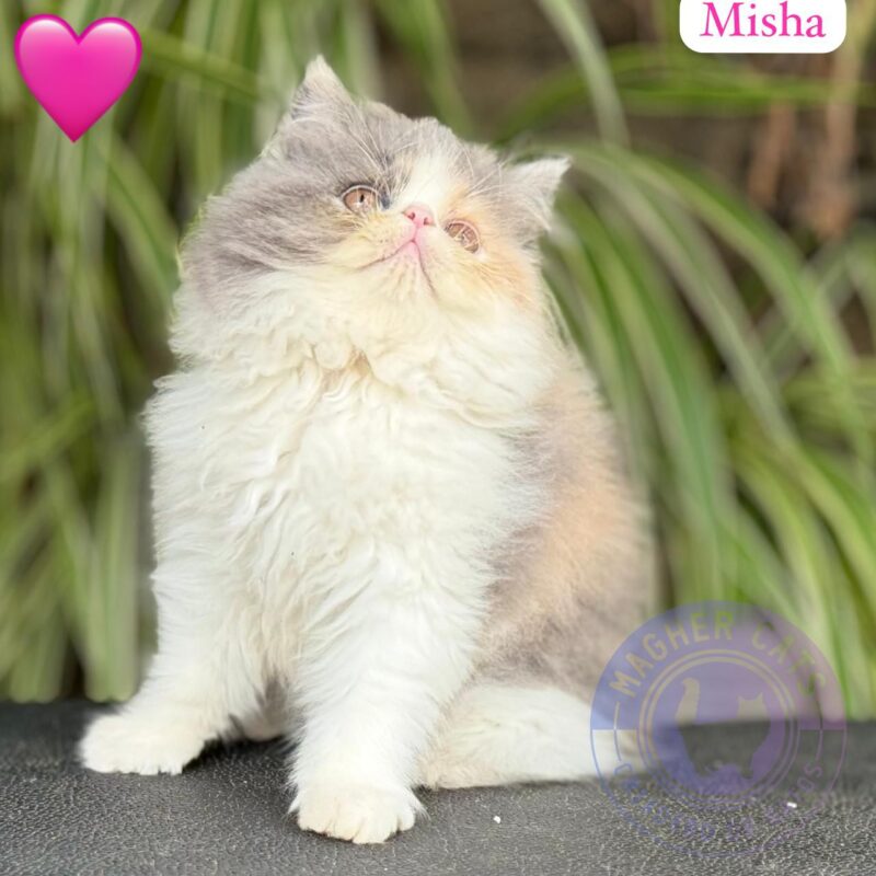 MISHA